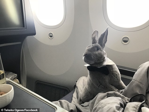 الأرنب يحظى بربطة عنق خلال رحلته الجوية