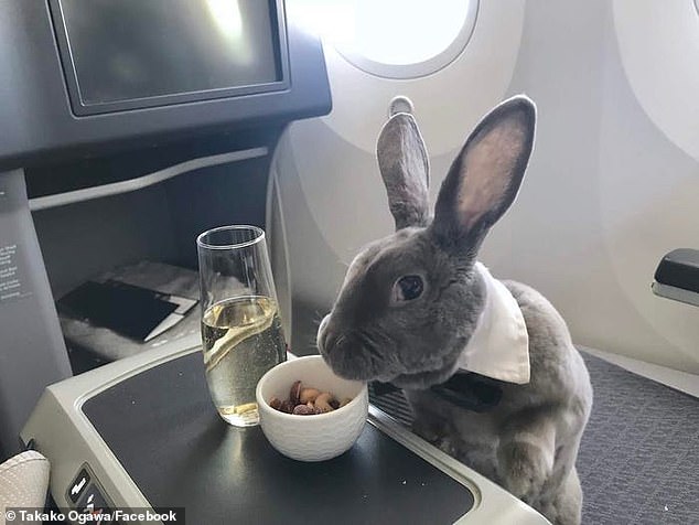 الأرنب يتناول غذائه ويستنشق الشامبانيا