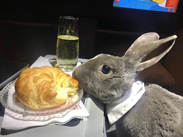 أرنب يطير من أمريكا لليابان على درجة رجال الأعمال