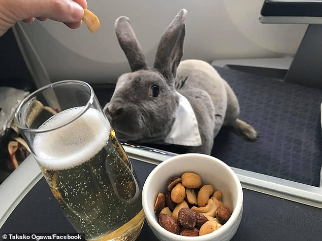 أرنب يسافر على درجة رجال الأعمال من أمريكا لليابان
