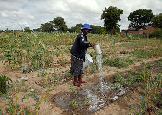 مزارعو زيمبابوى اتجهوا لاسترضاء المستثمرين على حساب الغذاء