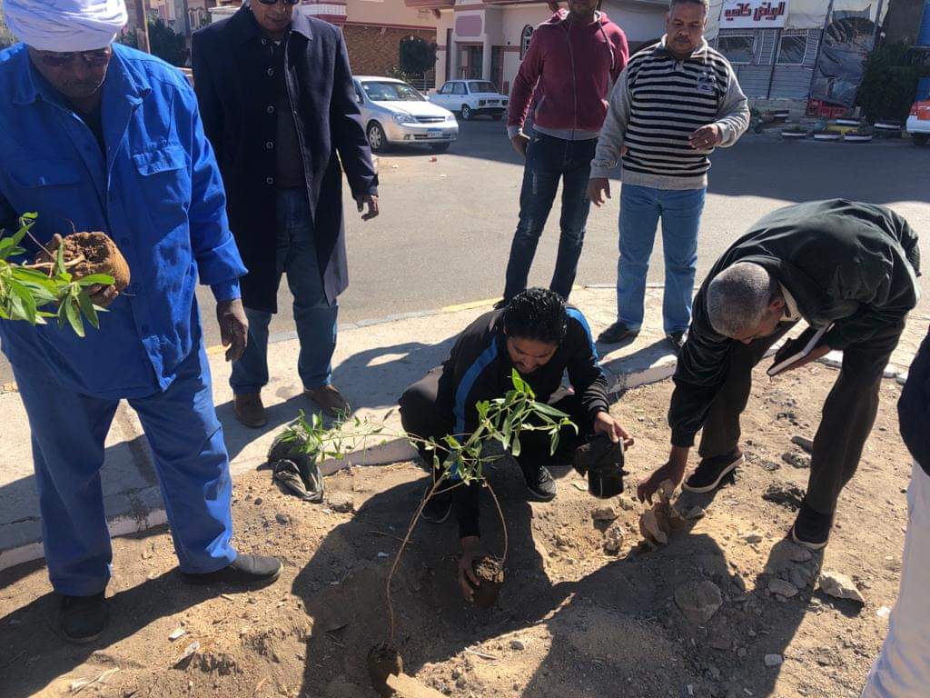 زراعة أشجار مثمرة ودهان شوارع بمدينة سفاجا  (1)