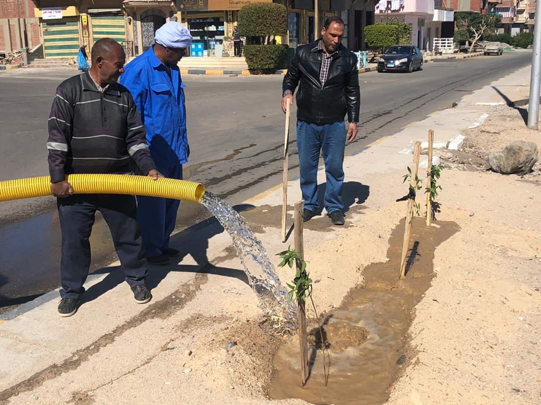 زراعة أشجار مثمرة ودهان شوارع بمدينة سفاجا  (9)