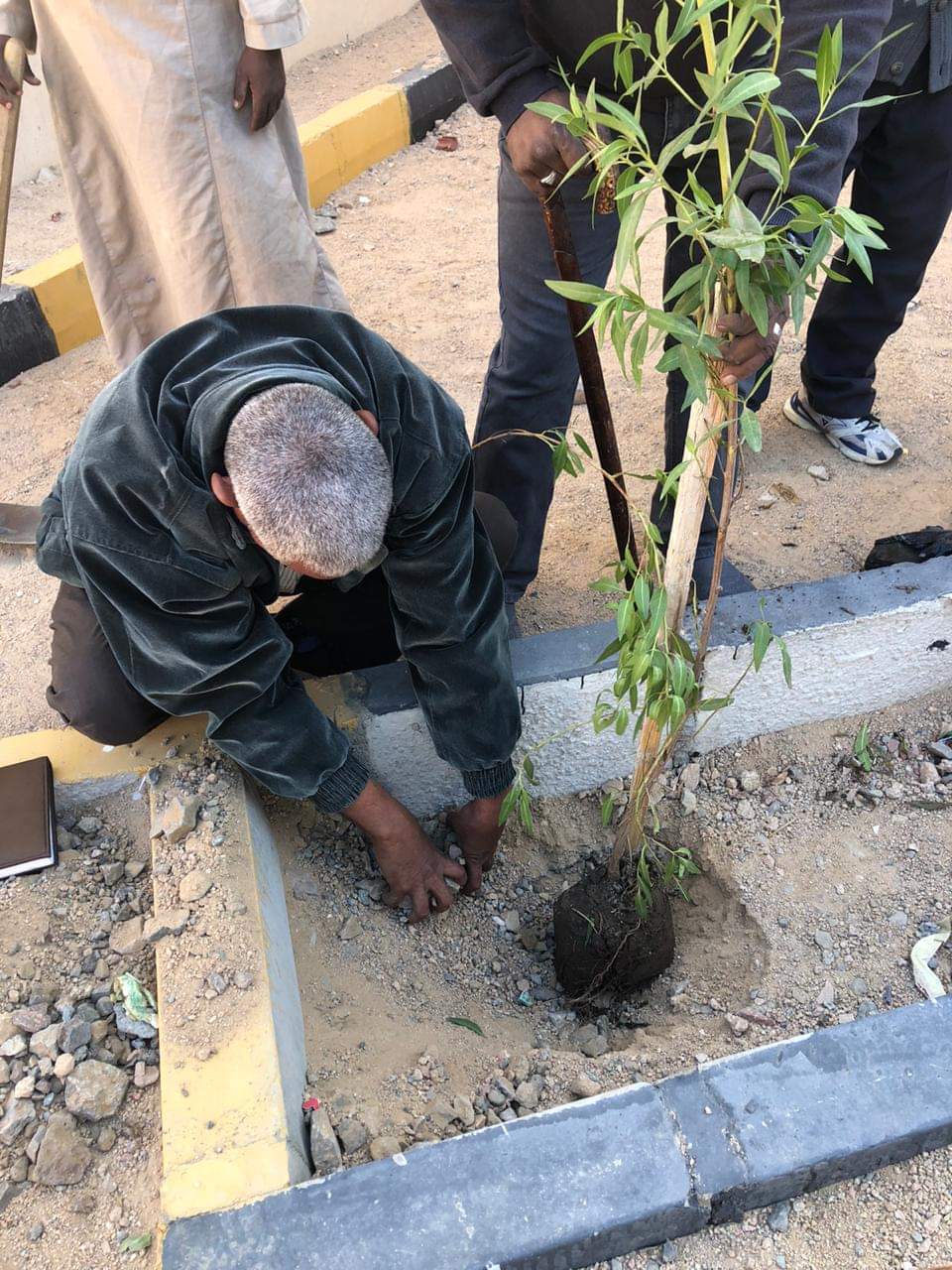 زراعة أشجار مثمرة ودهان شوارع بمدينة سفاجا  (7)