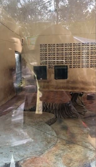 السياح يشاهدون عرض النمر والخنازير السياح يشاهدون عرض النمر والخنازير
