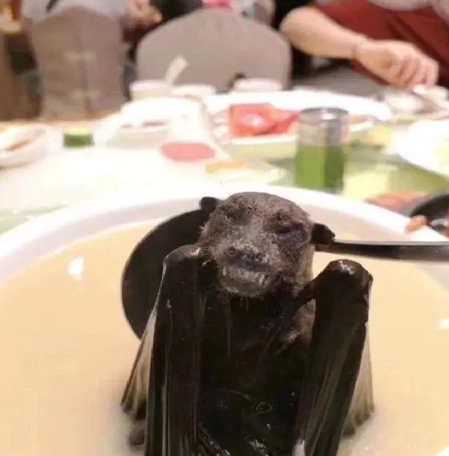 حساء الخفافيش