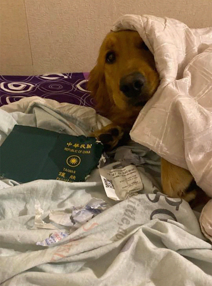 الكلب مزق جواز سفر صديقته