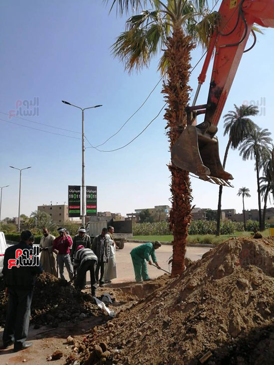 محافظات-مصر-تتجمل-بأيادي-المسئولين-بزراعة-الأشجار-المثمرة-لخدمة-المواطنين-(19)