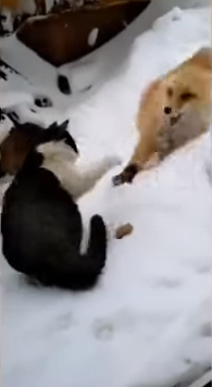 معركة بين ثعلب وقط