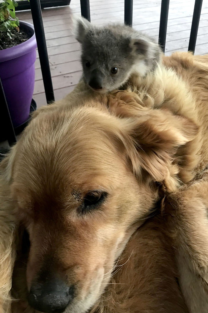 الكلب "آشا" مع صغير الكوالا