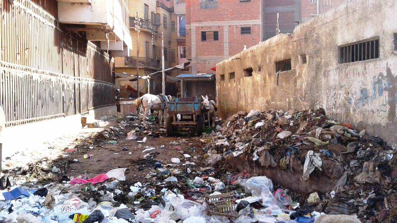 تراكم القمامة يحاصر مناطق بمركز شبين الكوم بالمنوفية  (11)
