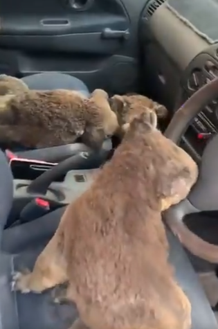 حيوانات الكوالا داخل سيارة استرالى