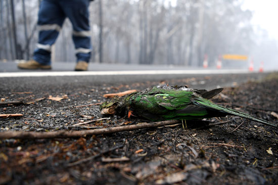نفوق الطيور بسبب حرائق الغابات