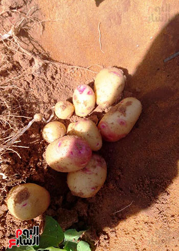 حصاد-البطاطس-بالوادى-الجديد