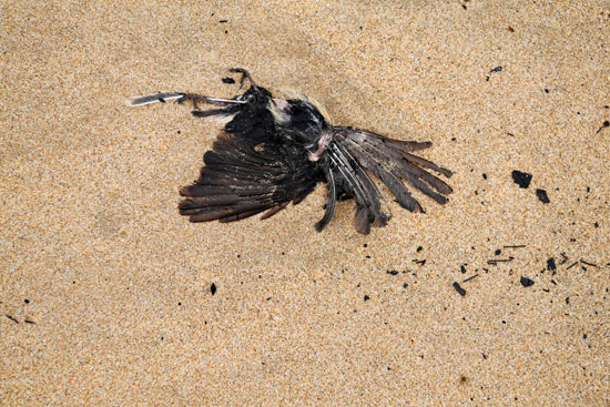 طيور ميتة بسبب حرائق الغابات