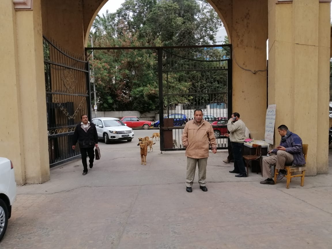 كلاب ضالة  على باب  وزارة الزراعة