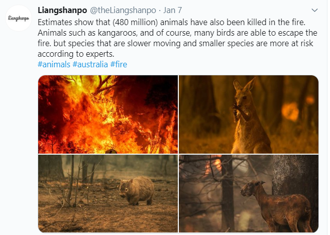 جانب من خسائر الحيوانات فى الحرائق