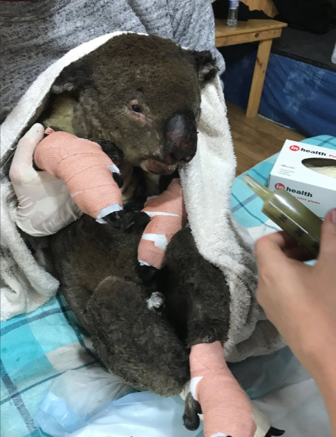 اصابات لكائن الكوالا