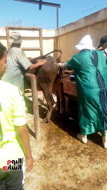 قافلة بيطريه (3)