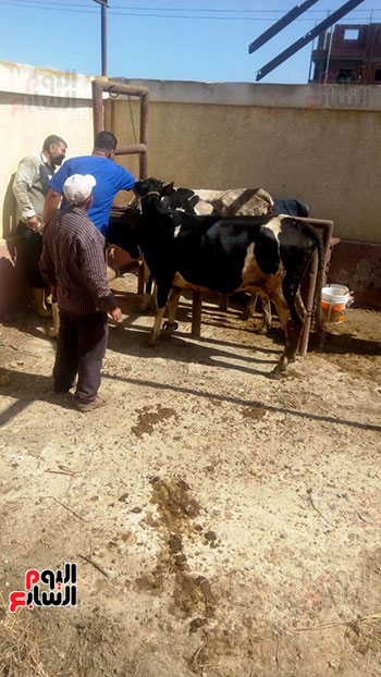 قافلة بيطريه (1)