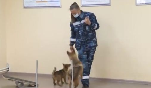 تدريب الكلاب فى مختبر روسى