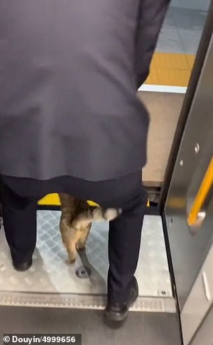 لحظة القبض على القط واخراجه من القطار