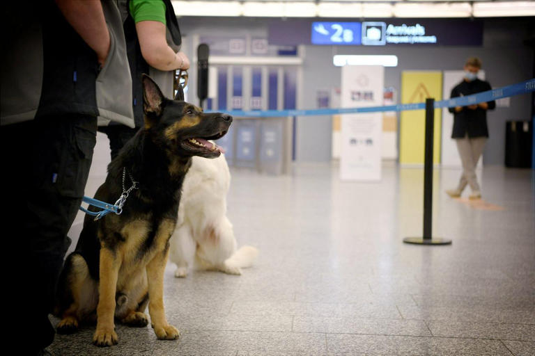 تدريب كلاب فى مطار فنلندا