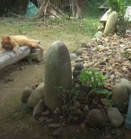 القطة تجلس على قبر صاحبها