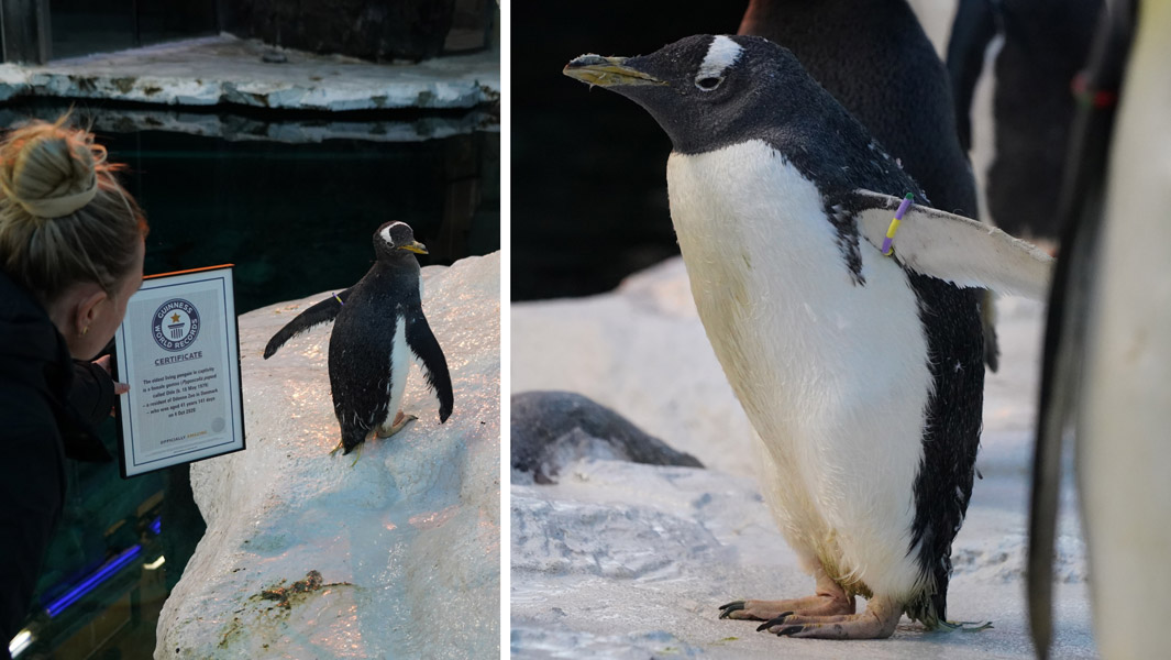 41-year-old-olde-at-odense-zoo-the-worlds-oldest-living-penguin-in-captivity_tcm25-634390