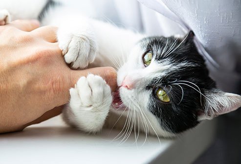 cat-scratch-disease