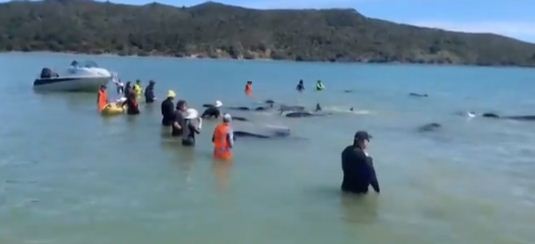 رجال الانقاذ يضعون الحيتان فى الماء