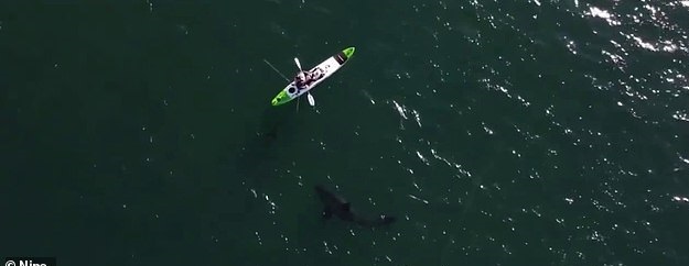 طائرة دون طيار تصور اقتراب سمكة القرش من الصياد