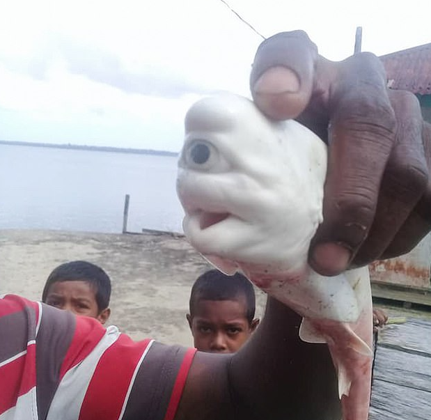 أحد الصيادين يحمل سمكة القرش الصغيرة
