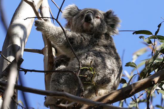 حيوان الكوالا فى أستراليا