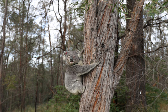 حيوان الكوالا يتسلق على شجرة