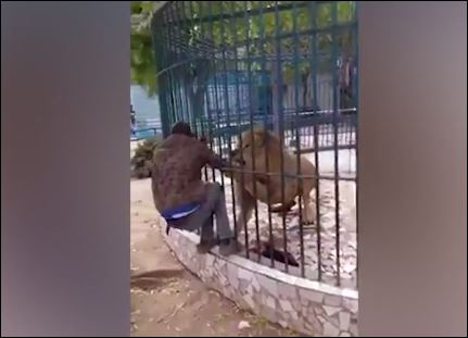 الأسد يهدم على يد المرشد فى حديقة الحيوان
