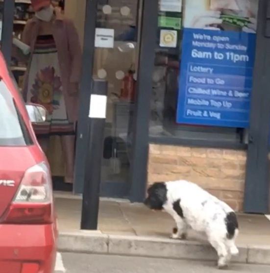 الكلب يقف امام المتجر