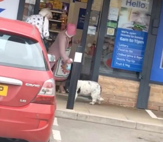الكلب امام المتجر