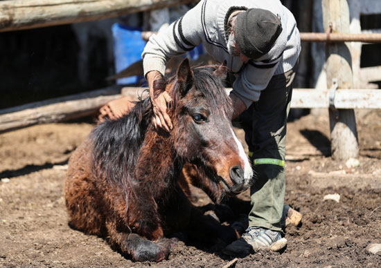 مقدم رعاية جمعية حماية الإنقاذ للخيول يحتضن الحصان أرجينتو