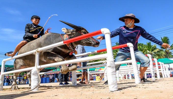154-224232-thailand-buffalos-corona-race-restrictions-4
