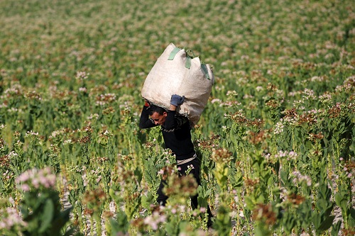 عامل فلسطيني يحمل كيسًا من التبغ  لإنتاج سجائر