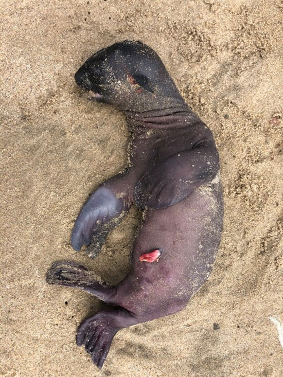 جنين كلب البحر ميت يرقد على الشاطئ
