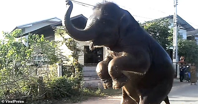 الأفيال فى تايلاند  (1)
