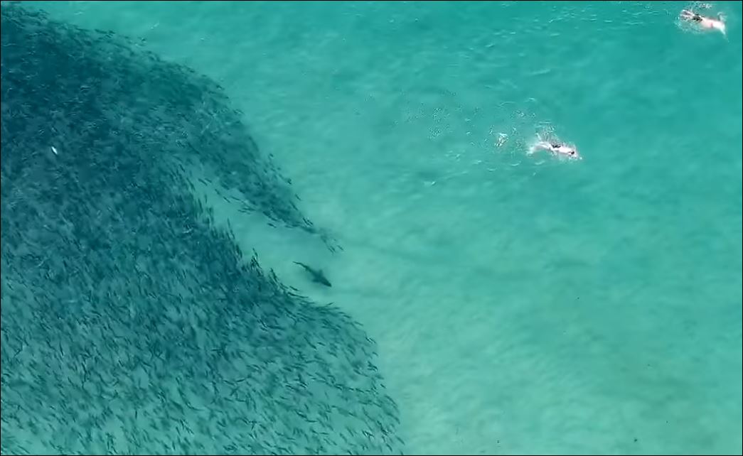 أسماك القرش بجانب السباحين