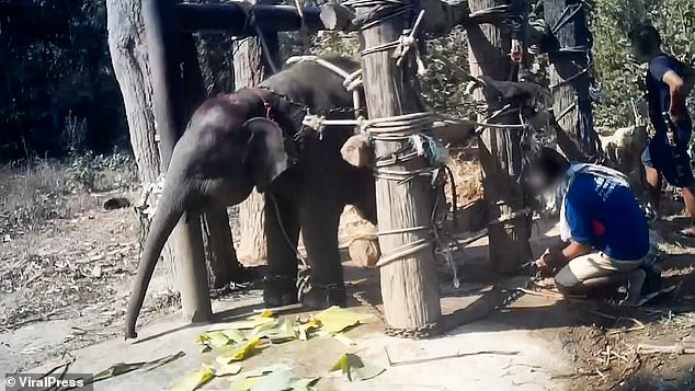 الأفيال فى تايلاند  (2)