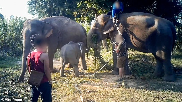 الأفيال فى تايلاند  (3)