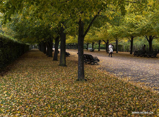 أوراق الخريف فى حدائق لندن