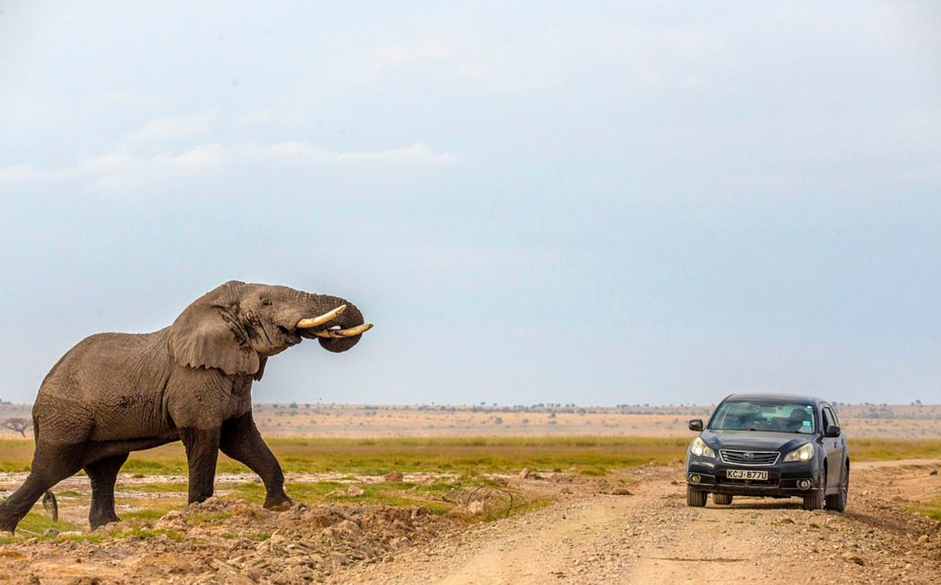 الفيل يهاجم السيارة