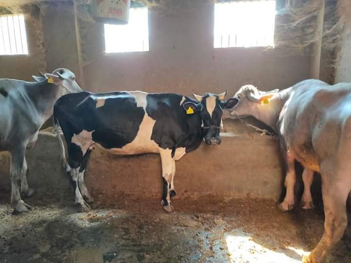 تحصين 205 آلاف رأس ماشية ضد الحمى القلاعية والوادى المتصدع بكفر الشيخ (3)