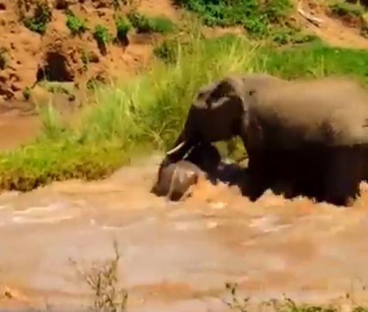 الفيل ينقذ طفله بخرطومه